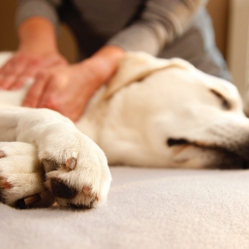 dog-massage_2